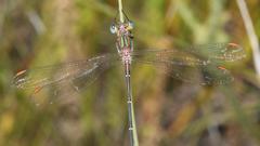 Chlorolestes conspicuus