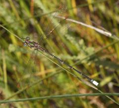 Chlorolestes conspicuus
