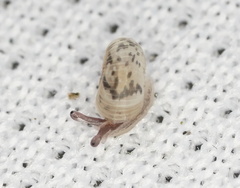 Protractiropa curacoae