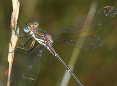 Chlorolestes conspicuus