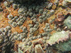 Nesochthamalus intertextus