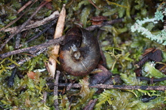 Tasmaphena sinclairi