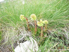 Sempervivum heuffelii