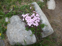 Dianthus microlepis