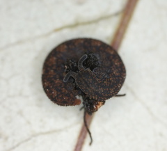 Ooperipatellus spenceri
