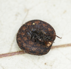 Ooperipatellus spenceri