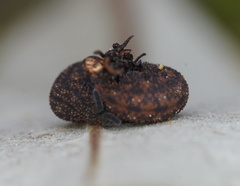 Ooperipatellus spenceri