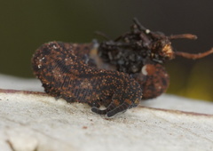 Ooperipatellus spenceri