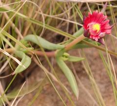Delosperma grantiae