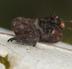 Ooperipatellus spenceri