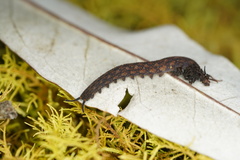 Ooperipatellus spenceri