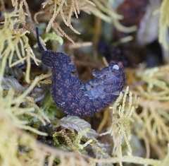 Ooperipatellus spenceri