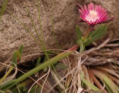 Delosperma grantiae