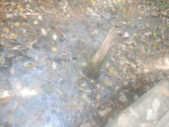 Taxodium distichum