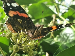 Vanessa atalanta