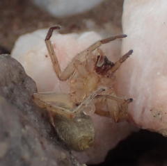 Cheiracanthium furculatum