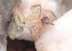 Cheiracanthium furculatum