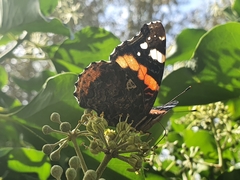 Vanessa atalanta