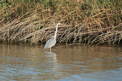 Ardea cinerea