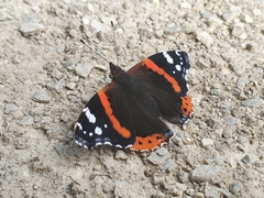 Vanessa atalanta