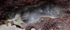 Cheiracanthium furculatum