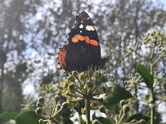 Vanessa atalanta