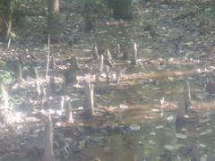 Taxodium distichum