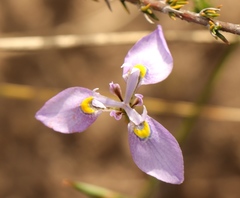 Moraea algoensis