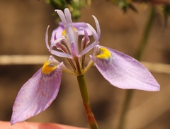 Moraea algoensis