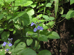Scutellaria pseudocoerulea