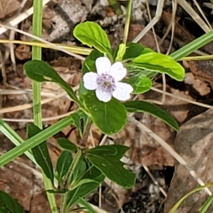 Dyschoriste oblongifolia