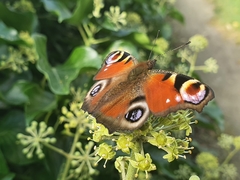 Aglais io