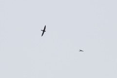 Hirundapus giganteus