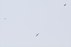 Hirundapus giganteus