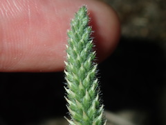 Plantago myosuros