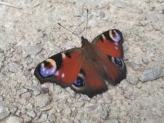 Aglais io