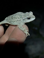 Rhinella limensis