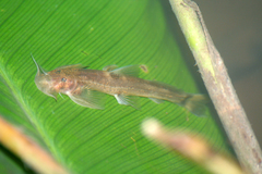 Exostoma peregrinator