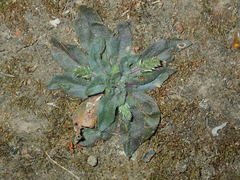 Plantago myosuros