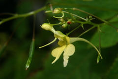 Impatiens racemosa