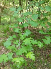 Crataegus marshallii