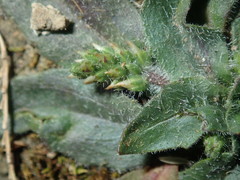 Plantago myosuros
