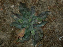 Plantago myosuros
