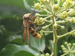 Volucella zonaria