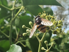 Volucella zonaria