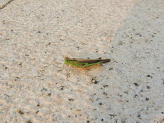 Aiolopus thalassinus