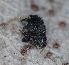 Decilaus