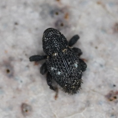 Decilaus