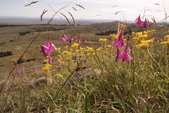 Dierama igneum