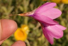 Dierama igneum